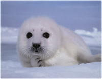 Baby-seal