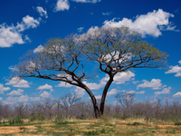 Image_0004.botswana.shakawe