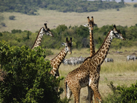 Image_0010.kenya.masai_mara.giraffes