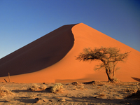 Image_0026.namibia.namib_desert.sand_dunes_and_acacia_tree