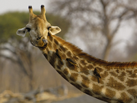 Image_0029.nosey_giraffe