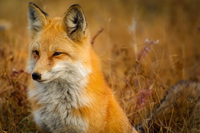 Fox-1883658_640
