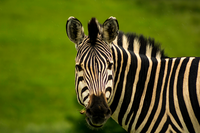 Africa-animal-wild-wildlife-1833007
