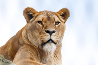 Animal-8748794_1280