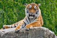 Wild_animal_picture_relaxing_tiger_6934816
