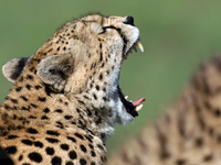 Animals_wallpapers_30